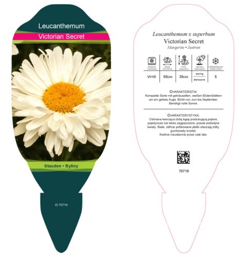 KOPRETINA LEUCANTHEMUM x SUPER. VICTORIAN SECRET