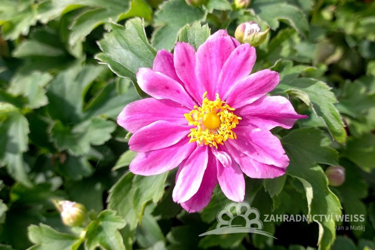 ANEMONE – LITTLE BREEZE SWEET