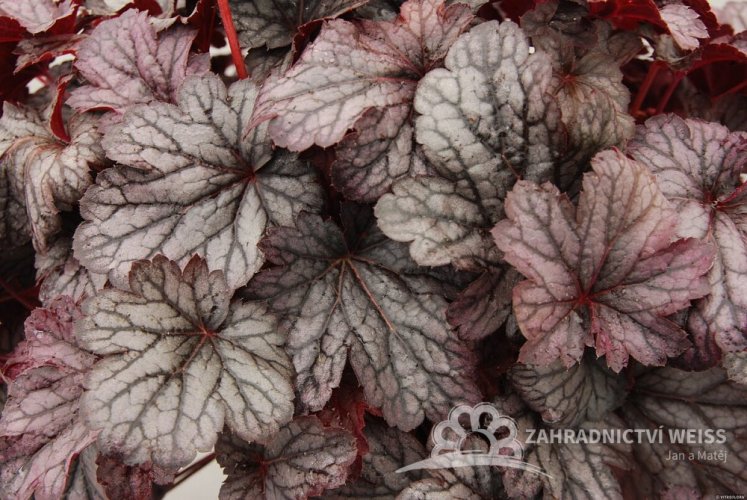 HEUCHERA x HYBRIDA SHANGHAI