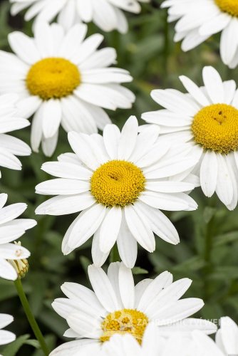 KOPRETINA LEUCANTHEMUM x SUPERBUM SNOW CAP