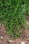 MATEŘÍDOUŠKA - THYMUS LONGICAULIS