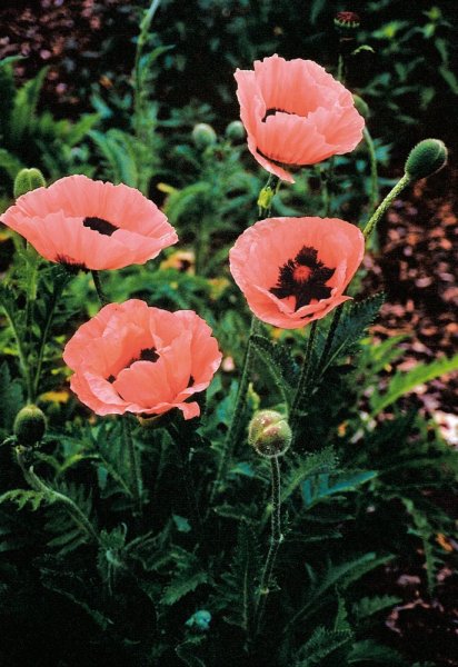 MÁK VÝCHODNÍ - PAPAVER ORIENTALE PRINCESS VICTORIA LOUISE