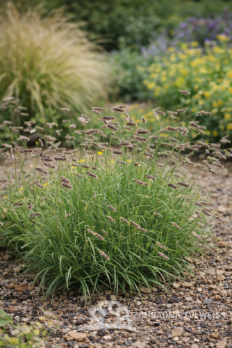 MOSKYTOVKA NĚŽNÁ – BOUTELOUA GRACILIS