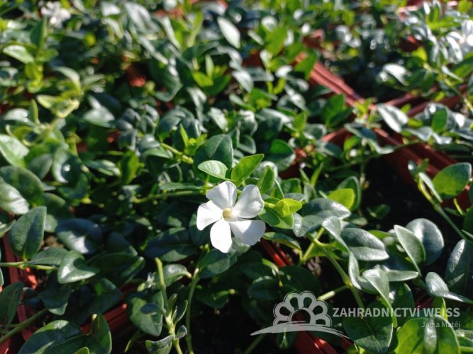 BARVÍNEK - VINCA MINOR ELISA