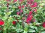 SALVIA GREGGII MIRAGE CHERRY
