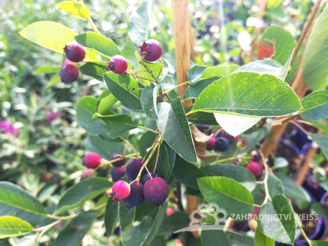 MUCHOVNÍK – AMELANCHIER PRINC WILLIAM