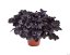 HEUCHERA TIMELESS NIGHT