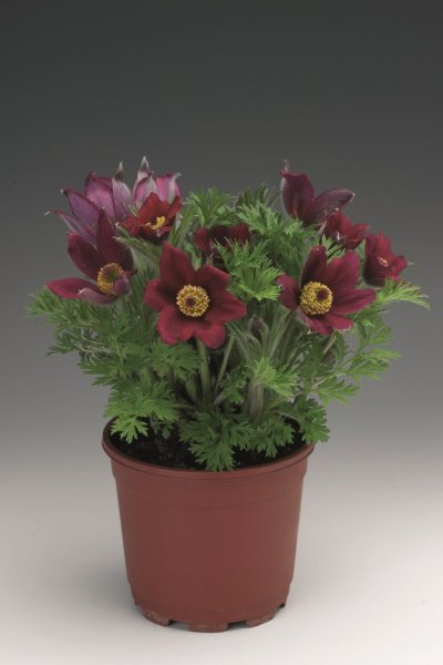 KONIKLEC ČERVENÝ - PULSATILLA DARK RED