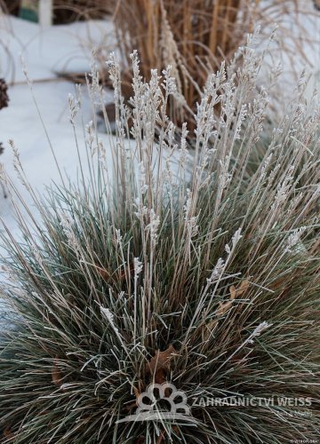 FESTUCA GLAUCA AZURIT