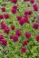 MONARDA "DIDYMA FIREBALL"