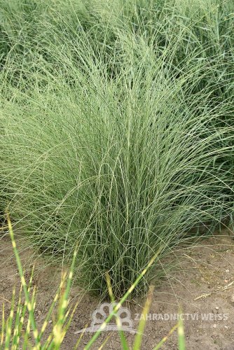OZDOBNICE ČÍNSKÁ – MISCANTHUS SINENSIS MORNING LIGHT