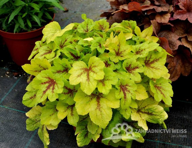 HEUCHERELLA HYB. MOJITO