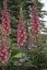 NÁPRSTNÍK - DIGITALIS RISING PHOENIX