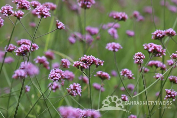 VERBENA BONARIENSIS - SPORÝŠ ARGENTINSKÝ