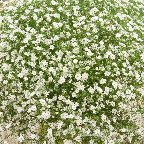GYPSOPHILA MURALIS TEENY WHITE