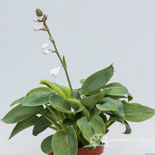 HOSTA HYBRIDE BIG DADDY