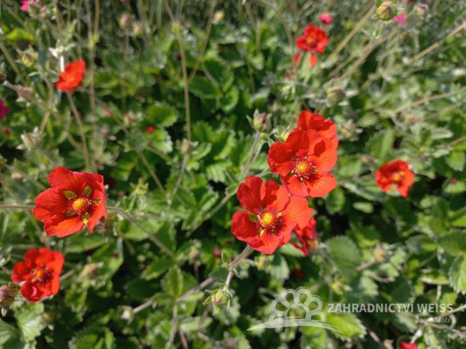 MOCHNA ČERVENÁ - POTENTILLA ATROSANGUINE RED