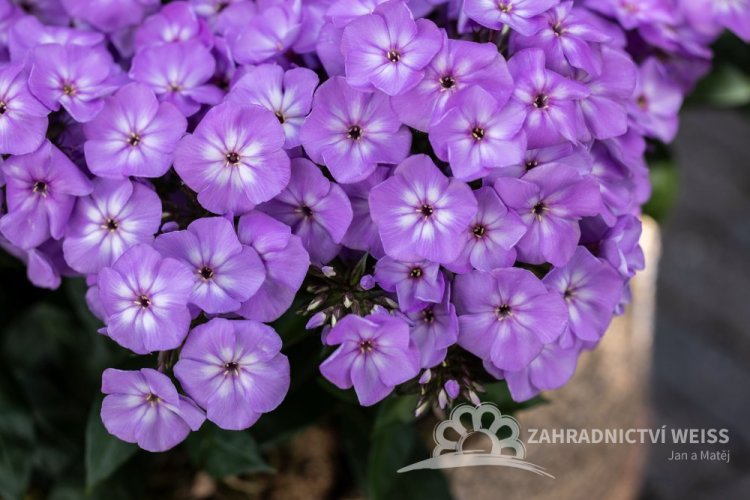 PHLOX PANICULATA  FLASTSCREEN LILAC