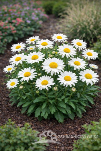 KOPRETINA - LEUCANTHEMUM MAXIMUM SILVER PRINCESS