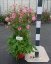 SASANKA - ANEMONE HYB. BRESSINGHAM GLOW
