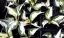 HOSTA - "FIRE & ICE"