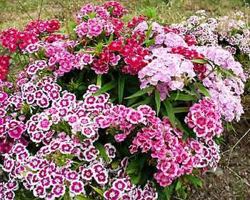 HVOZDÍK - DIANTHUS BARBARINI MIX