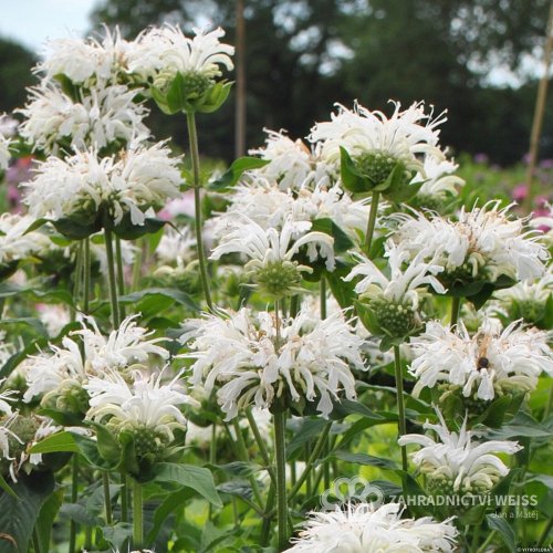 MONARDA BEE BRIGHT