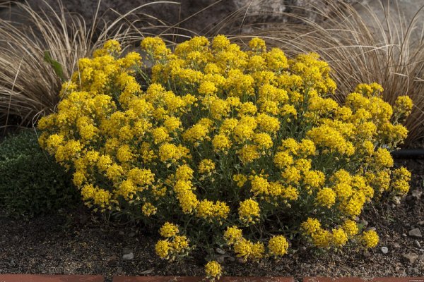 TAŘICE HORSKÁ - ALYSSUM MONTANUM GOLDEN SPRING