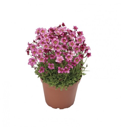 SAXIFRAGA RŮŽOVÁ - ROSEA