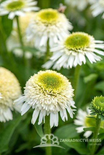 ECHINACEA PURPUREA - DELICIOUS NOUGAT