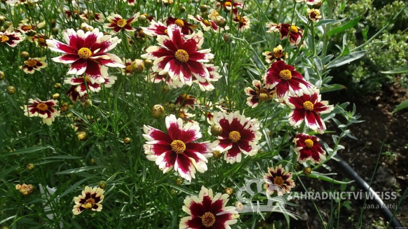 KRÁSNOOČKO - COREOPSIS – „RUBY FROST“
