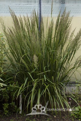 TŘTINA CHLOUPKATÁ - CALAMAGROSTIS BRACHYTRICHA
