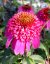 TŘAPATKA - ECHINACEA "SECRET AFFAIR"