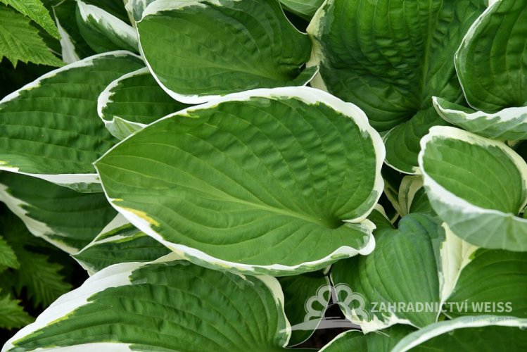 HOSTA HYBRID FRANCEE