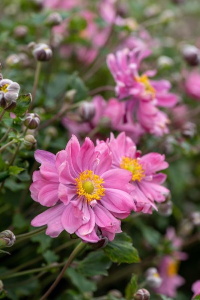 ANEMONE HYB. BRESSINGHAM GLOW