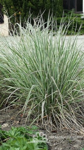 CALAMAGROSTIS OVERDAM - TŘTINA OSTROKVĚTÁ