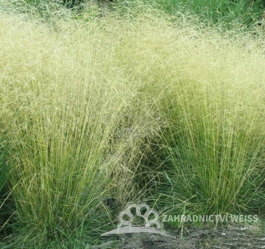 METLICE TRSNATÁ - DESCHAMPSIA CAESPITOSA PALAVA