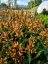 AGASTACHE HYBRIDA - KUDOS MANDARIN - ORANŽOVÝ
