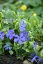 BARVÍNEK – VINCA MINOR VARIEGATA