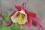 ORLÍČEK - AQUILEGIA CAERULEA RED YELLOW