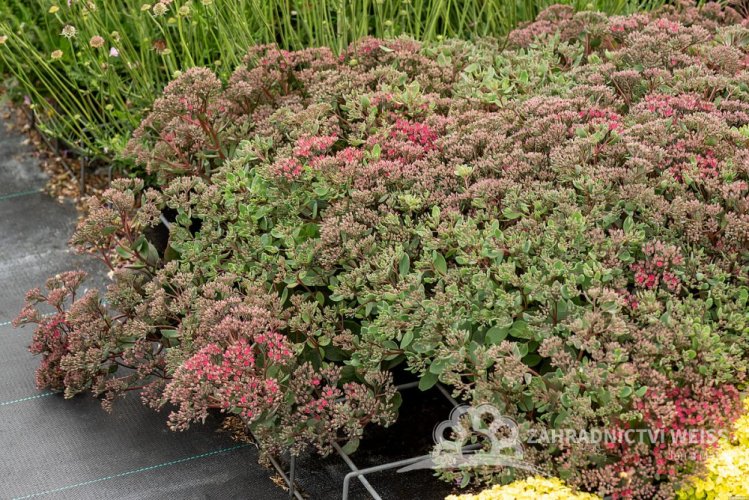 SEDUM HYB. VERA JAMESON