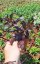SEDUM TELEPHIUM DARK MAGIC