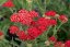 ACHILLEA MILEFOLIUM SASSY SUMMER SANGRIA