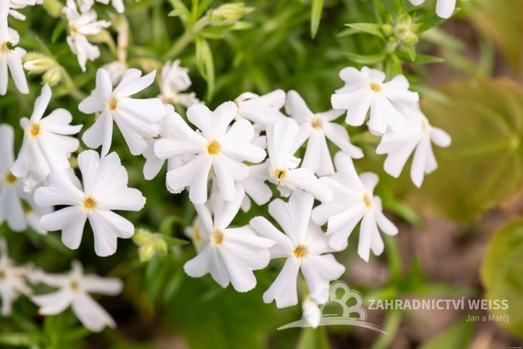 PHLOX SUBULATA SPRING WHITE