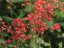 HEUCHERA CORAL FOREST