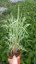 PHALARIS ARUNDINACEA FEESEY - CHRASTICE RÁKOSOVITÁ
