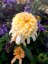 ECHINACEA PURPUREA – LEMON DROP