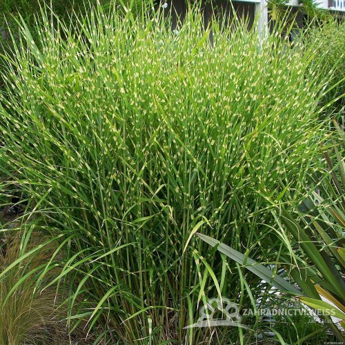 MISCANTHUS SINENSIS STRICTUS