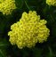 ACHILLEA MILLEFOLIUM - "DESERT EVE YELLOW"