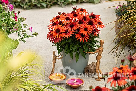 ECHINACEA SUNMAGIC VINTAGE ORANGE